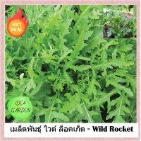 เมล็ดผักสลัด ไวด์ร็อคเก็ต WILD ROCKET  รสชาติเผ็ด โตง่าย ทนโรค ปลูกได้ทั้งดิน และไฮโดรโปนิค