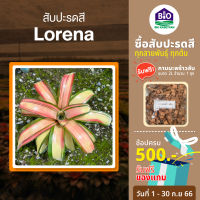 สับปะรดสี Lorena [แถมกาบมะพร้าว2ลิตร] ขนาดกระถาง 6นิ้วพร้อมปลูก ต้นใหญ่พร้อมจัดสวน จัดส่งแบบถอดกระถาง