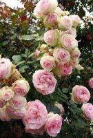 30 เมล็ด เมล็ดพันธุ์ Plant Seeds กุหลาบ อิงลิสเซ่ Englische Rose seed ดอกใหญ่ นำเข้าจากต่างประเทศ พร้อมคู่มือ เมล็ดสด ใหม่