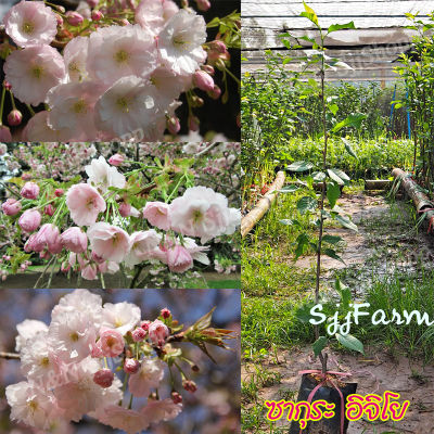 ซากุระอิจิโย (Sakura Ichiyo) 1 ต้น ดอกสีชมพูอ่อน กลีบฟู เป็นต้นเสียบยอด มีสินค้าพร้อมส่ง