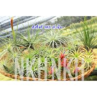 (promotion++) Tillandsia : สับปะรดสี ต้นไม้รากอากาศ ทิลแลนเซีย ไม้ประดับ : ชุด ทิลแลนด์เซีย กลุ่มไม้เลี้ยงง่าย สุดคุ้มม ต้นไม้ ฟอก อากาศ กระถาง ต้นไม้ ไม้ ประดับ ต้นไม้ ปลูก ใน บ้าน