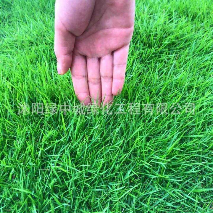 Lawn seed slope protection Bermuda grass tall fescue ryegrass seed