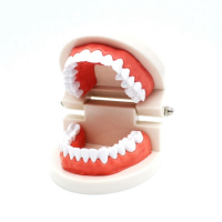 Dental Standard Teeth Teaching Model Kids Denture Model Tooth Model for Student White Teeth Model Standard แบบจำลองการสอนฟันมาตรฐานทันตกรรม แบบจำลองฟันปลอมสำหรับเด็ก แบบจำลองฟันสำหรับนักเรียน แบบจำลองฟันขาวมาตรฐาน