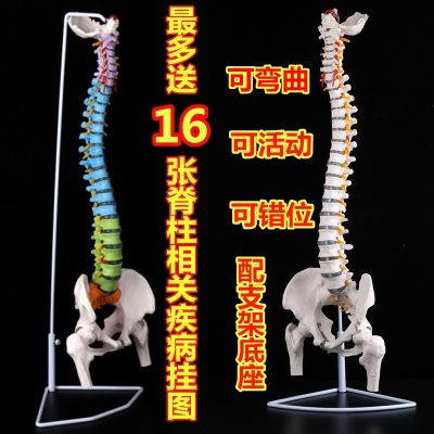 Bonesetting color human body skeleton model big spinal vertebral body spinal model adult 1:1 with thoracic vertebra pelvis