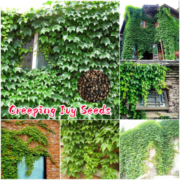 [Easy to grow in Philippines] Creeping Ivy Live Plant Seeds (35 Seeds