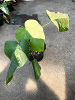 ภาพสินค้าจริง - Monstera aurea