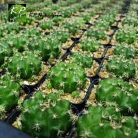 ไม้มงคล ยิมโนแม่ลูกดก แคคตัส Gymnocalycium anisitsii damsii cactus ฟอร์มกอ แคกตัสเลี้ยงง่ายบ้านไหนก็ต้องมี จัดส่งทั้งกระถาง 2 นิ้ว