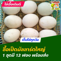 ไข่เชื้อเป็ดมัลลาร์ดใหญ่ สำหรับการฟัก 12 ฟอง