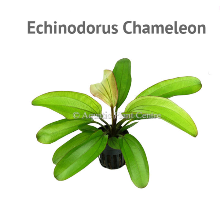 อะเมซอน-echinodorus-red-chameleon-ต้นไม้น้ำ