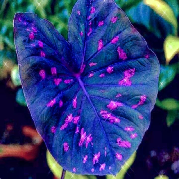 บอนสี-100เมล็ด-mixed-colors-caladium-seeds-ต้นไม้มงคลสวยๆบอนสีแปลกๆ-เมล็ดบอนสีแท้-บอนสีหายากสวยๆ-หญ้าเทียม-เมล็ดบอนสีสวยๆ-ต้นบอนสีแปลกๆ-ต้นไม้ใบด่าง-หัวบอนสี-เมล็ดดอกไม้สวย-ต้นไม้ฟอกอากาศ-บอนสีชายชล-เ