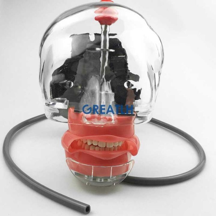 simple-head-model-dental-simulator-phantom-head-for-dentist-education-dentist-teaching-head-model-phantom-for-training-apparatu