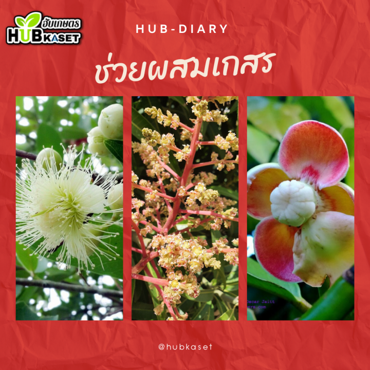 โฟแมกซ์-1ลิตร-แคลเซียมโบรอน-เพิ่มการผสมเกสร-ลดการหลุดร่วงของผล-ลดปัญหาผลแตก