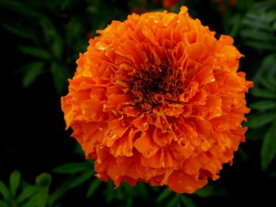 เมล็ด ดาวเรืองสีส้ม Orange Marigold 40-50เมล็ด  ปลูกได้ตลอดปีทุกสภาพอากาศ ปลูกง่ายรายได้ดี ดอกไม้ทานได้ ซองละ 29 บาท