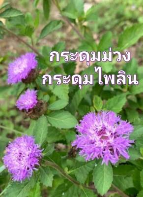 กระดุมม่วง กระดุมไพลิน เมล็ดพันธุ์ Centratherum Punctatum Seeds บรรจุ10 เมล็ด 10 บาท