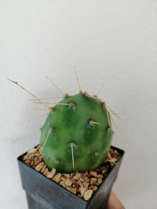 โอพันเทีย-opuntia-ทูน่า-ส่งต้นพร้อมกระถาง