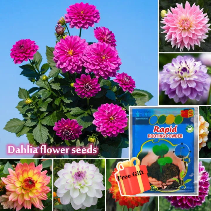 Mixed Colors Dahlia Flower Seeds (20 Seeds Per Pack) Indoor Outdoor