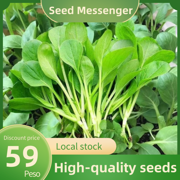 Pak Choi Seed Seeds High Yield Green Pakchoi Seeds Real Organic Vegetable Seeds For