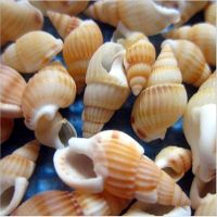 hot【cw】 shells 100pcs Crafts Seashells Shells Micro-landscape Aquarium Decoration