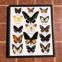 กรอบรูปผีเสื้อจริง Real Butterfly Frame กรอบรูปติดผนัง กรอบรูปไม้ ผีเสื้อสต๊าฟ 15 ตัว#4เพื่อการเรียนรู้ ของสะสม ของตกแต่งบ้าน