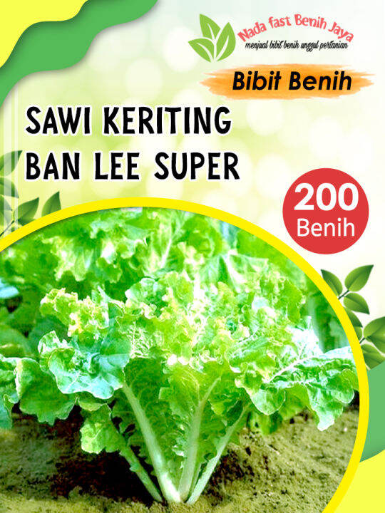 200 Biji Bibit Sayuran / Benih Sayuran Sawi Keriting Hibrida | Lazada ...