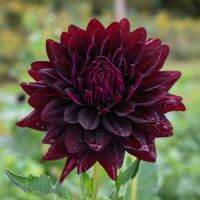 1 เหง้า รักเร่ รักแรกพบ First Love Dahlia สายพันธุ์ HOLLYHILL BLACK BEAUTY ออกดอกสีดำ ต้นรักเร่ ดอกไม้ ดอกรักเร่ หน่อ ราก เหง้า นำเข้า ดอกไม้แห่งความรัก