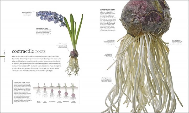 flora-inside-the-secret-world-of-plants-flower-plants