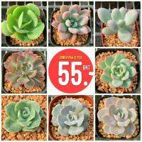 (promotion++) โปรน่าโดน กุหลาบหิน 3-4 เซนติเมตรในกระถาง 3 นิ้ว 1 ต้น G Succulents Super  Medium Set 1 สุดคุ้มม ต้นไม้ ฟอก อากาศ กระถาง ต้นไม้ ไม้ ประดับ ต้นไม้ ปลูก ใน บ้าน