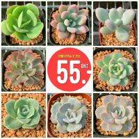 PROMOTION โปรน่าโดน กุหลาบหิน 3-4 เซนติเมตรในกระถาง 3 นิ้ว 1 ต้น G Succulents Super  Medium Set 1 HOT ต้นไม้ ฟอก อากาศ กระถาง ต้นไม้ ไม้ ประดับ ต้นไม้ ปลูก ใน บ้าน