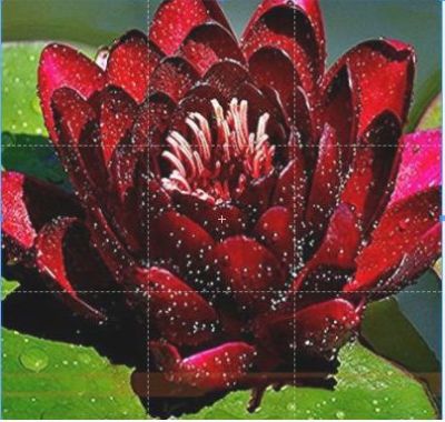 5 เมล็ด เมล็ดบัว ดอกสีแดง ดอกใหญ่ ของแท้ 100% เมล็ดพันธุ์บัวดอกบัว ปลูกบัว เม็ดบัว สวนบัว บัวอ่าง Lotus seeds.