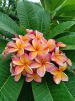 ต้นลีลาวดี ลีลาวดีแคระ พันธ์ ส้มกาฬสินธุ์ ลั่นทมลูกผสม (ส้มกาฬสินธุ์) Plumeria sp. เป็นพันธ์ดังเดิม ดอกสีส้มสลับลายเส้นสีชมพูสด ดอกมีสีสัน สวยสดใส ดอกจะมีกลิ่นหอมอ่อนๆ ออกดอกเป็นช่อพวงใหญ่ ต้นสูง 50-60 ซม. จัดส่งในกระถาง 10 นิ้ว ต้นแข็งแรงทุกต้น