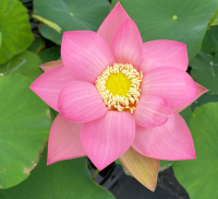 5 เมล็ด บัวนอก บัวนำเข้า บัวสายพันธุ์ SINO AMERICAN EXCELLENCE LOTUS สีชมพู สวยงาม ปลูกในสภาพอากาศประเทศไทยได้ ขยายพันธุ์ง่าย เมล็ดสด