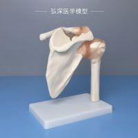 Shoulder joint model of human body shoulder bones scapula ligament clavicle anatomic structure of orthopedic medical teaching mold