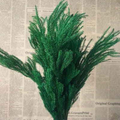 20-30CM/30G Cabang Lycopodium Selamanya Segar Alami Kering Nyata Buket Lumut Klub Dekoratif Rumput Abadi Kering Rumah
