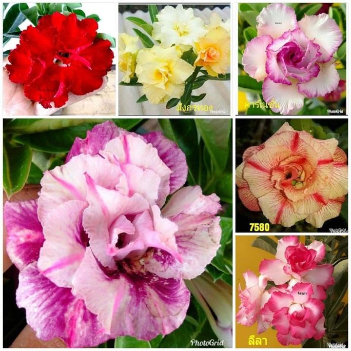 12-เมล็ด-เมล็ดพันธุ์-ชวนชม-สายพันธุ์ฮอลแลนด์-คละสี-adenium-seeds-กุหลาบทะเลทราย-desert-rose-ราชินีบอนไซ-อัตรางอก-80-90-มีคู่มือปลูก