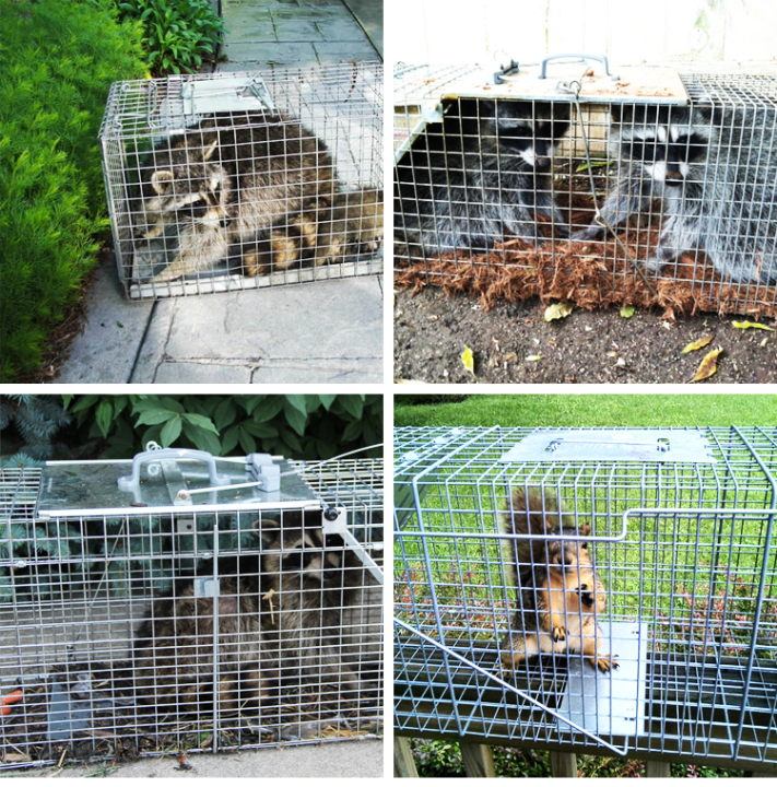 gregory-live-animal-cage-trap-for-x-large-nuisance-animals-mycattrap-xl-cat-trap-กรงดักแมว-กรงดักสุนัข-กรงดักแมว-กับดักแมว-จับแมวจรจัด-ดักจับแมว-กับดักใช้จับแมว-แมวหนีออกจากบ้าน-ทำจากเหล็กเส้น