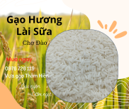 5KG Gạo Hương Lài Sữa - Chợ Đào - Gạo Dẻo Vừa, Thơm cơm - Bena Organic