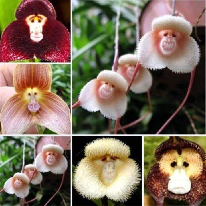 20-เมล็ดพันธุ์-bonsai-เมล็ดกล้วยไม้-กล้วยไม้-orchid-flower-seed-อัตราการงอกของเมล็ด-80-85