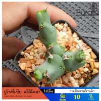 ต้นยูโฟร์เบีย คลิวิโคลา Euphorbia clivicola R.A.Dyer Euphorbia ไม้จิ๋ว ไม้สะสม ไม้โขด