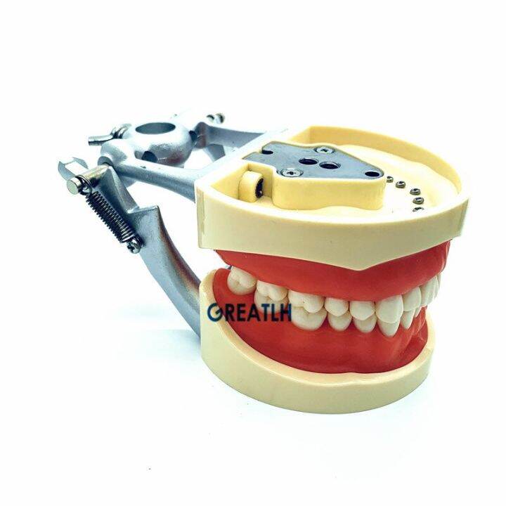 28pcs-32pcs-removable-teeth-model-with-screw-in-dental-standard-teeth-model-for-dental-practice