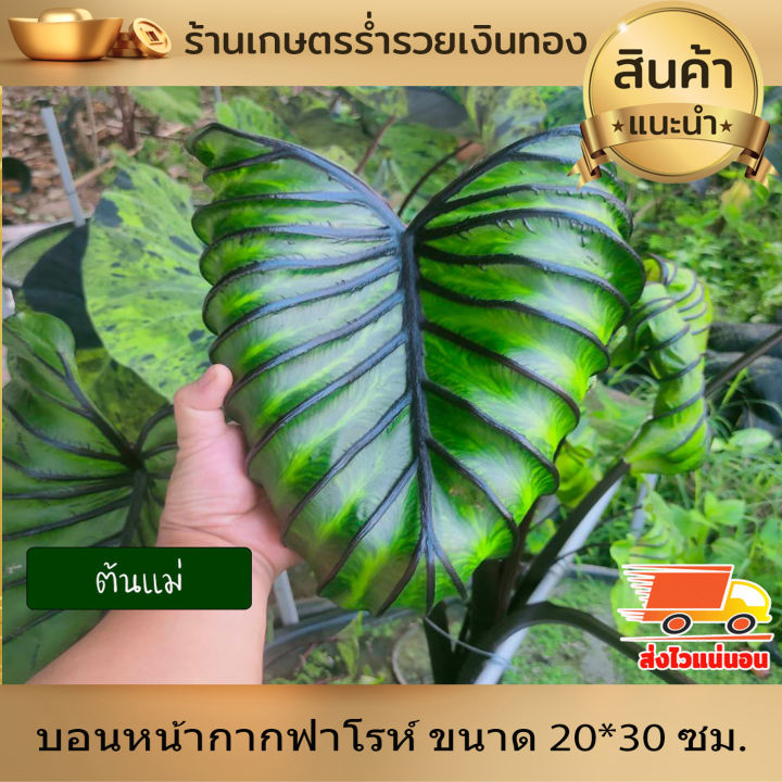 บอน-โคโลคาเซีย-หน้ากากฟาโรห์-colocasia-pharaoh-s-mask-สายพันธุ์แท้-แบบตัดสด-ชำเอง-หน้ากระดูก-มีเส้นใบสีม่วงเข้มที่คมชัด-ใบม้วนไปด้านหลัง-หายาก