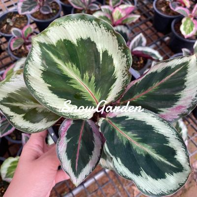 มาใหม่ คล้านกยูง ลายเงิน  Calathea roseopicta Illustris กระถาง5นิ้ว คุ้มสุดสุด ต้นไม้ ฟอก อากาศ กระถาง ต้นไม้ ไม้ ประดับ ต้นไม้ ปลูก ใน บ้าน