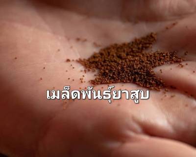 ยาสูบ เมล็ดพันธุ์ยาสูบ Common Tobacco Seeds  เก็บใบไล่แมลงหรือน้ำหมักชีวภาพ บรรจุ 50 เมล็ด 10 บาท