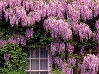 10 เมล็ดพันธุ์ เมล็ด วิสทีเรีย Pink Wisteria ดอกฟูจิ ไม้เถาวัลย์ ไม้ริมรั้ว ไม้ยืนต้น ดอกสีชมพู (Wisteria) Seeds