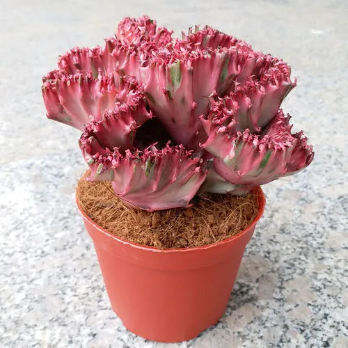 ยูโฟเบีย หยกนำโชค Euphorbia lactea f. cristata
