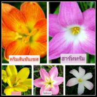 บัวดิน 5สี5หัวแยกสีให้(หัวขนาดให้ดอก)ปลูกง่าย ทนสภาพแล้ง หัวบัวดิน หัวพันธ์ สีส้ม ชมมู เหลือง