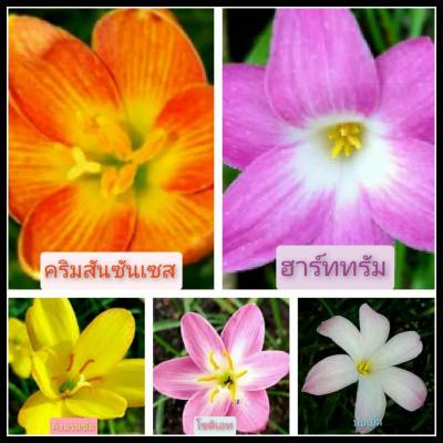 บัวดิน 5สี5หัวแยกสีให้(หัวขนาดให้ดอก)ปลูกง่าย ทนสภาพแล้ง หัวบัวดิน หัวพันธ์ สีส้ม ชมมู เหลือง