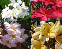 30 เมล็ดพันธุ์ เมล็ด ลั่นทม หรือ ลีลาวดี สายพันธุ์แคระ Frangipani Plumeria Seed นำเข้าจากฮาวาย อัตราการงอก 80-85%