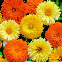 เมล็ดพันธุ์ ดอกคาเลนดูล่า คละสี (Calendula Flower Mix Seed) บรรจุ 100 เมล็ด คุณภาพดี ราคาถูก ของแท้ 100%