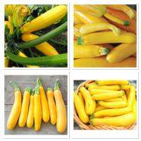 เมล็ดพันธุ์ ฟักทอง สควอซ ซูกินี่สีเหลือง (Golden Zucchini Squash Seed) บรรจุ 20 เมล็ด ซูกินี่สีเหลือง ต้นเป็นพุ่มไม่เลื้อย ลูกออกตามลำต้น ลูกสีเหลือง