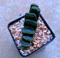 Haworthia truncata hybrid VT-093 A093